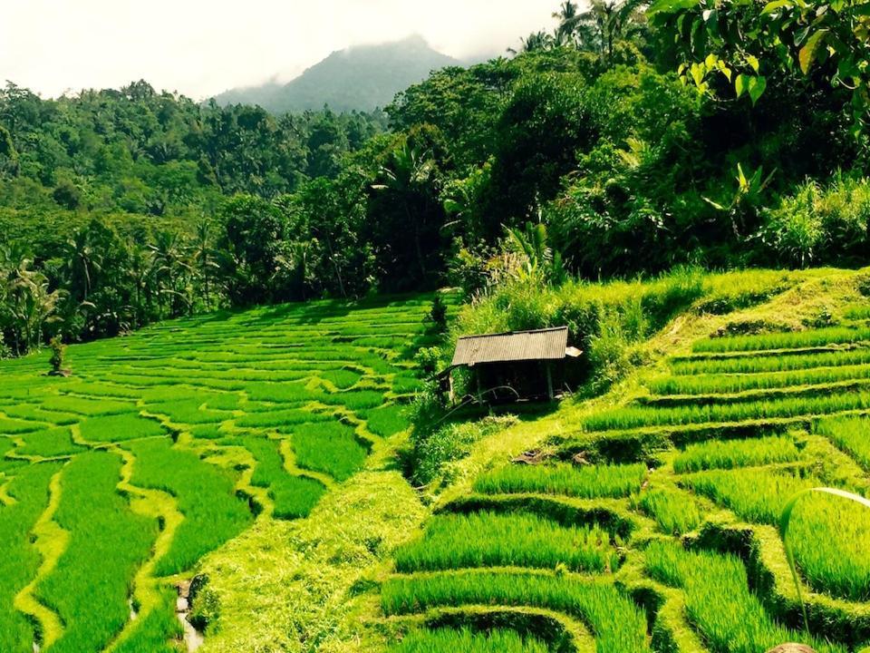 Bali Mountain Retreat Villa Selemadeg  Ngoại thất bức ảnh